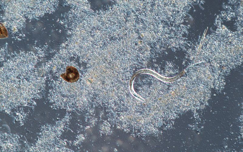 菌胶团及指示性微生物
